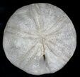 Jurassic Sea Urchin (Clypeus plotti) - England #22102-1